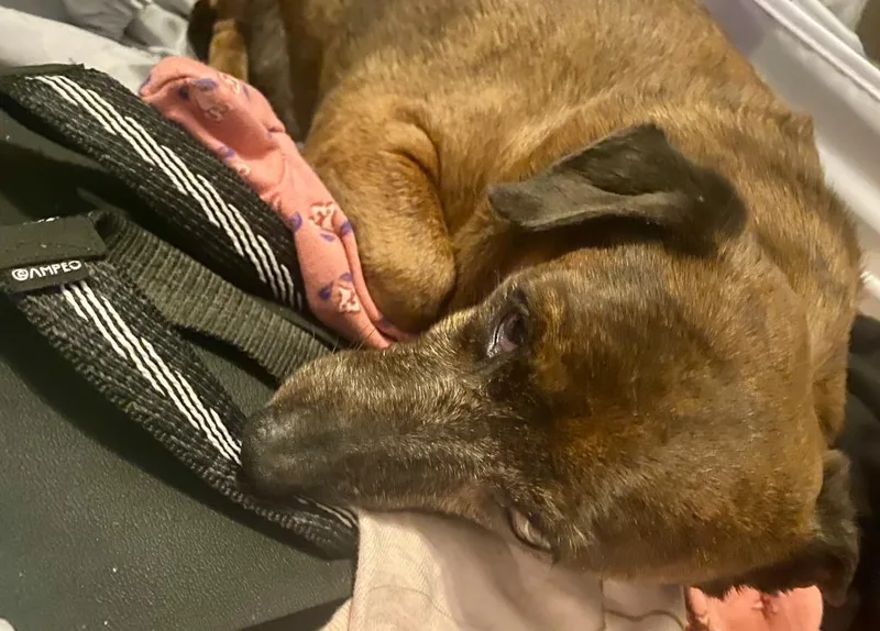 Hoppy Rubble thumbnail 5