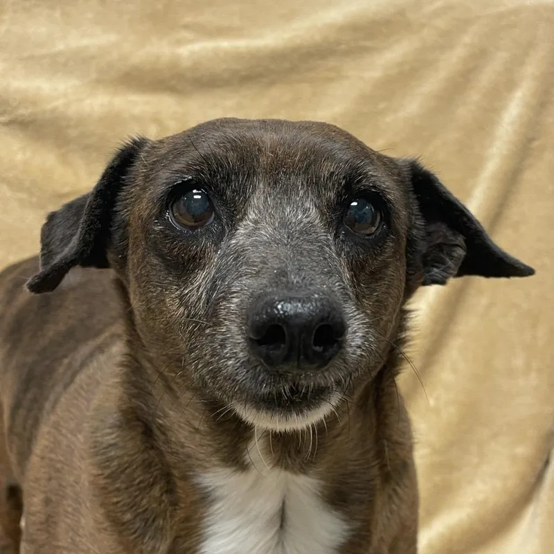 Hoppy Rubble thumbnail 6