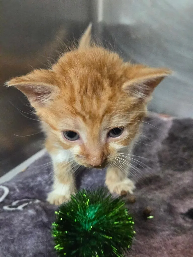 A baby medium-sized female Domestic Short Hair cat named Voltaic for adoption in Cincinnati, OH