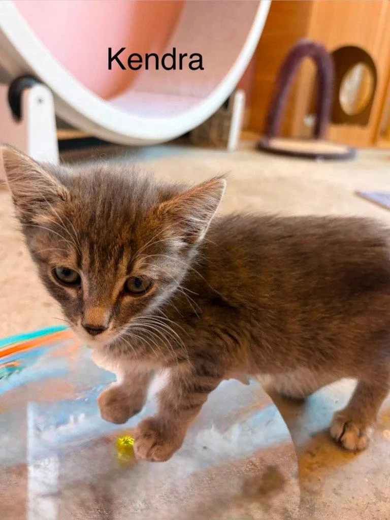 A baby small-sized female Domestic Short Hair cat named Kendra for adoption in Saint George, UT