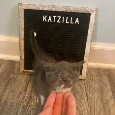 A baby small-sized male Gray / Blue / Silver Domestic Short Hair cat named Katzilla C for adoption in Princeton, MN