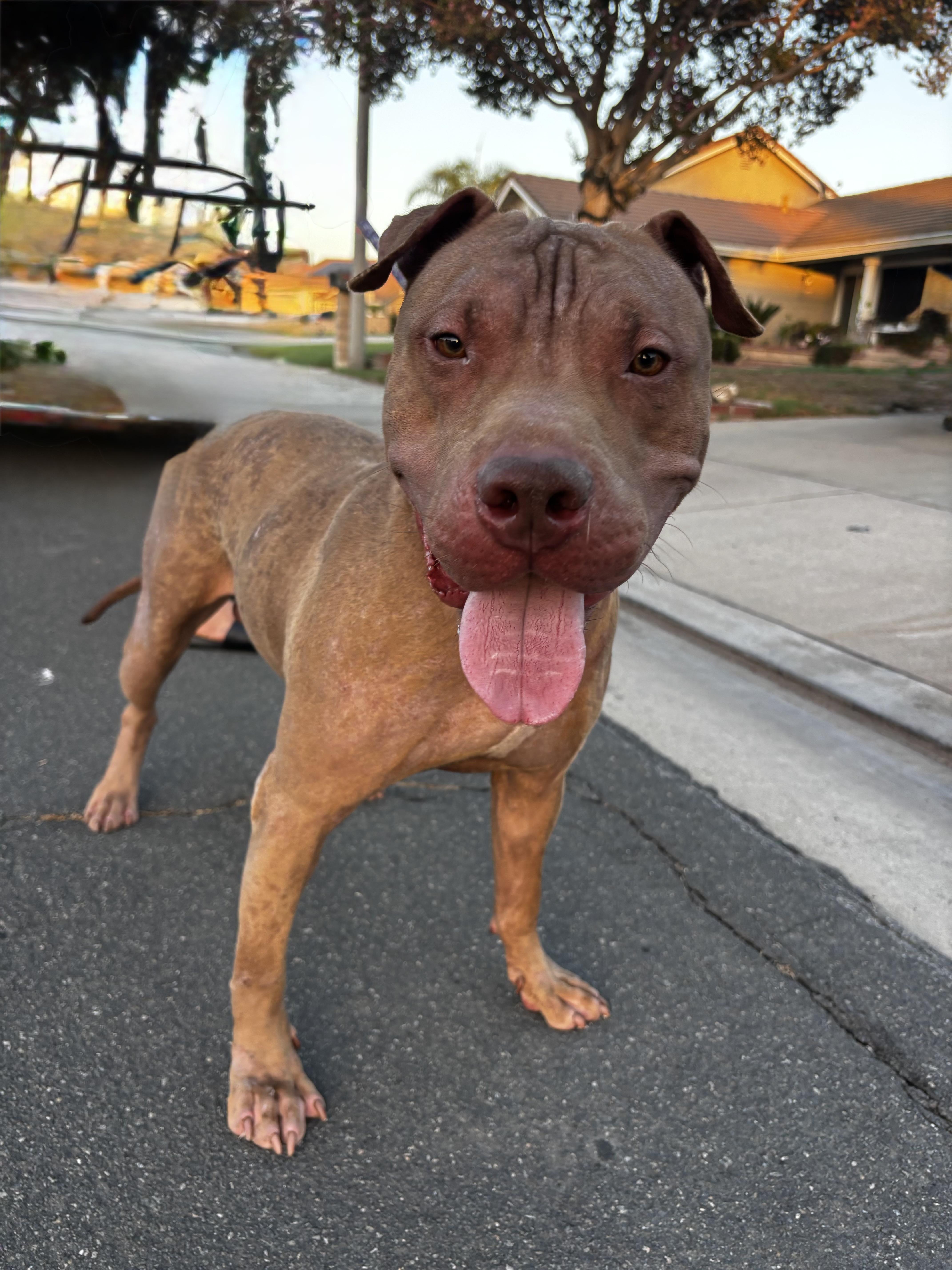 A young medium-sized male Red / Chestnut / Orange Pit Bull Terrier dog named Rusty for adoption in Woodland Hills, CA
