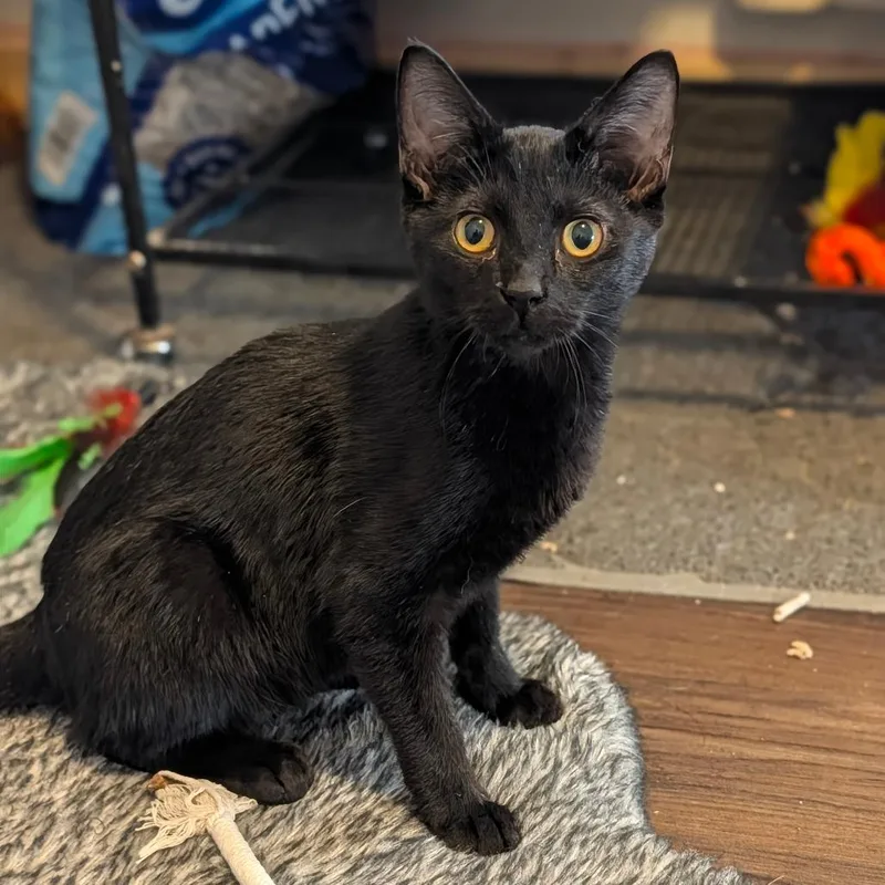 A young medium-sized male Black Domestic Short Hair cat named Boogie for adoption in Brownsboro, AL
