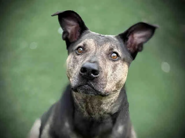 An adult medium-sized female Pit Bull Terrier dog named Ponga for adoption in Carlsbad, CA