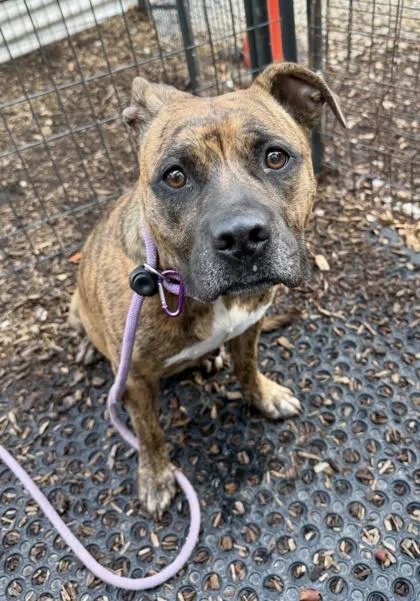 An adult large-sized female Mixed Breed dog named Zendaya for adoption in Chamblee, GA