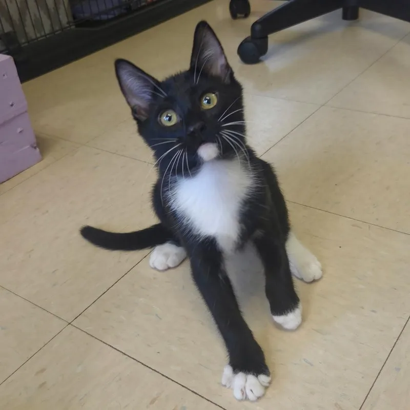 A baby medium-sized male Domestic Short Hair cat named Typhoid for adoption in Warwick, RI