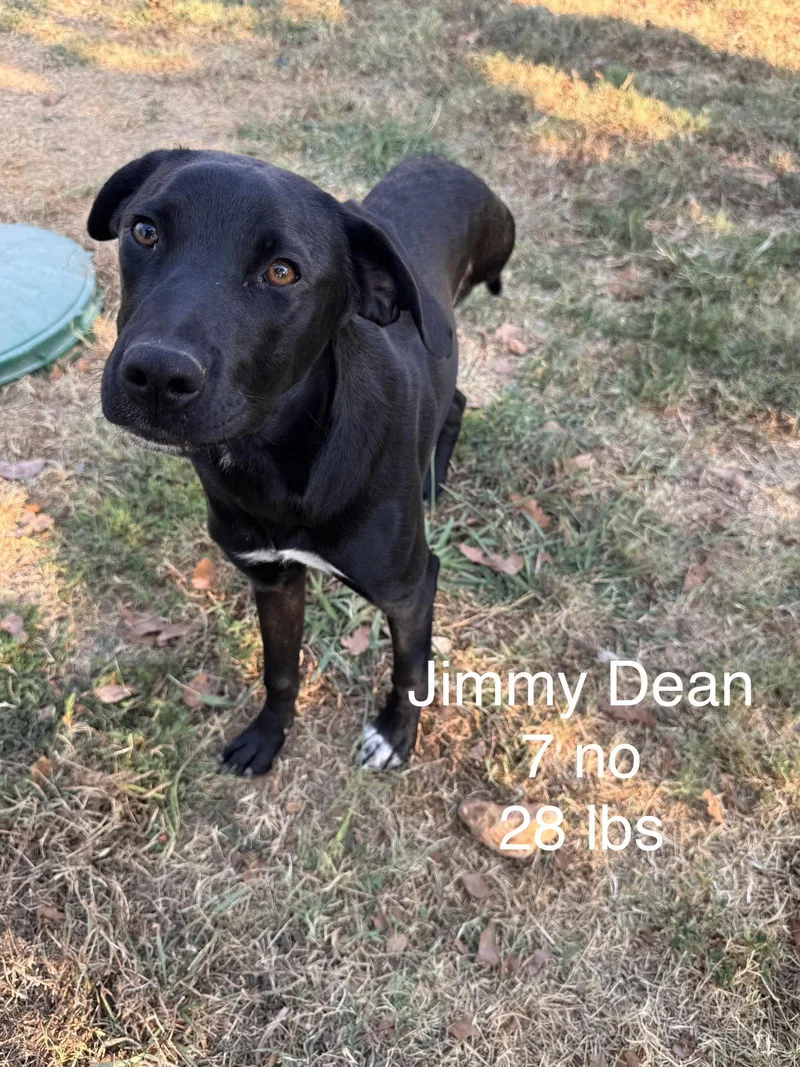 A baby medium-sized male Labrador Retriever dog named Jimmy Dean Dot LOCAL for adoption in Wakefield, RI