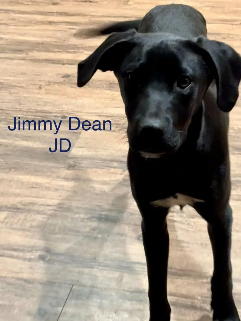 Jimmy Dean Dot LOCAL thumbnail 2