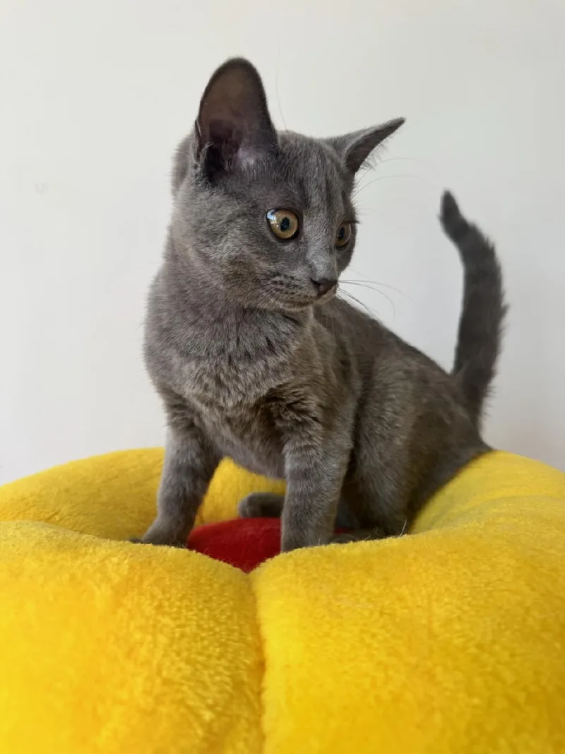 A baby medium-sized female Gray / Blue / Silver Domestic Short Hair cat named Jynx for adoption in Walled Lake, MI
