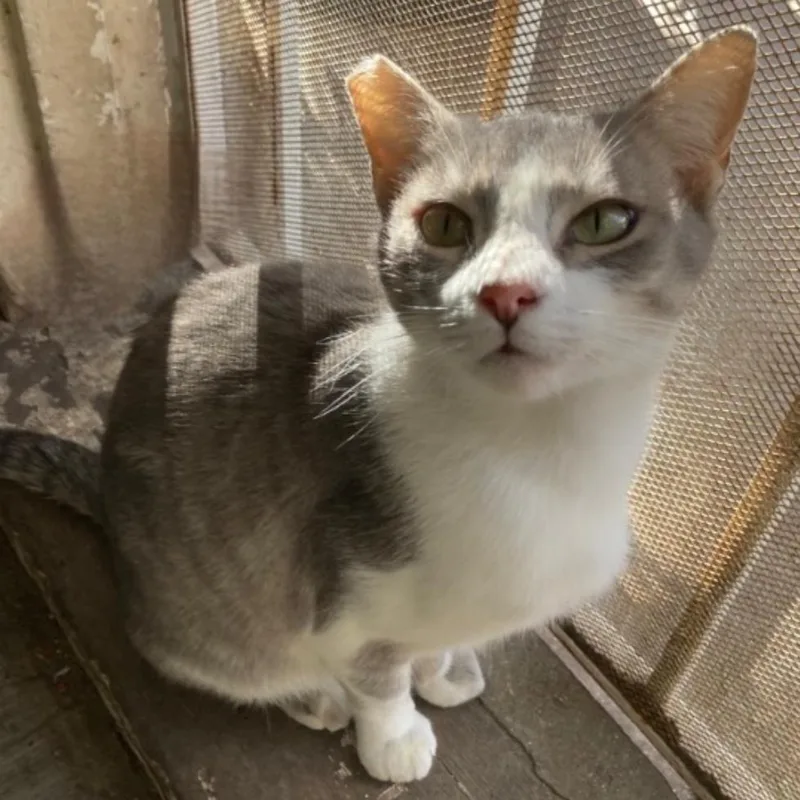 Honeybun thumbnail 2