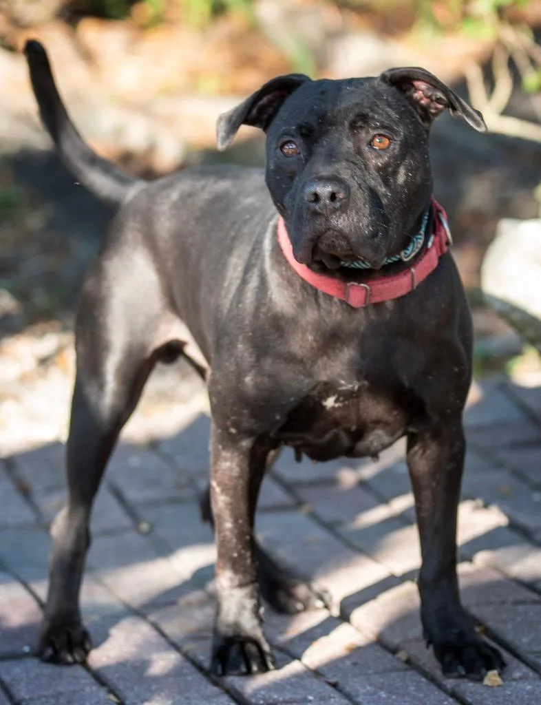 Wile E. Coyote thumbnail 6