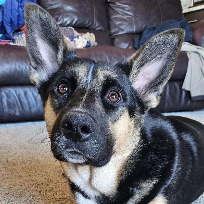 An adult large-sized female Black Shepherd dog named Anikan for adoption in Cashmere, WA