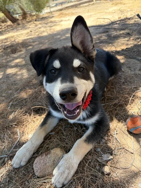 A baby medium-sized male Black Husky dog named Dakota for adoption in Victorville, CA