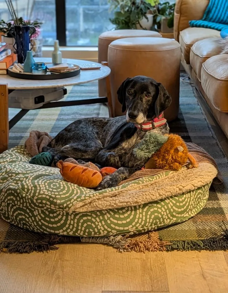 A senior medium-sized female German Shorthaired Pointer dog named Dallas for adoption in Salt Lake City, UT