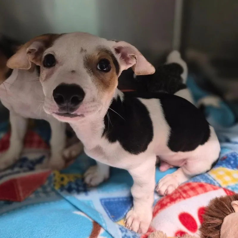 A baby small-sized male White / Cream Dachshund dog named Katsu for adoption in Wahiawa, HI