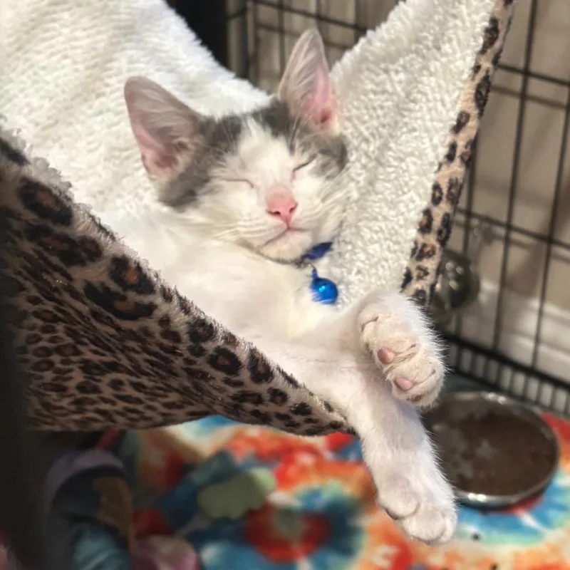 A baby small-sized male White Domestic Short Hair cat named Octave for adoption in Bastrop, TX