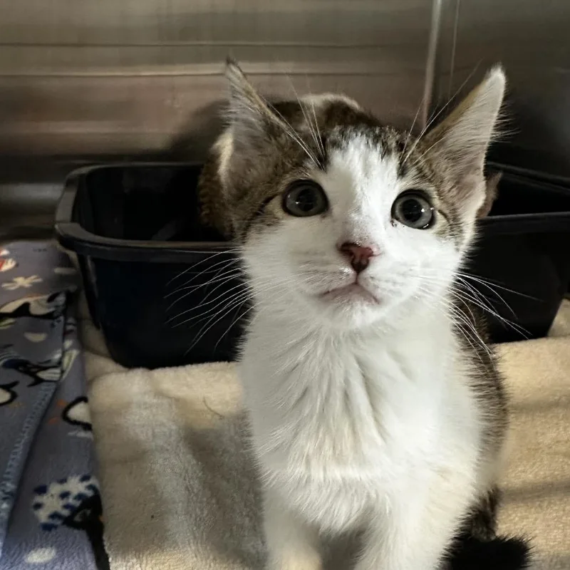 A baby small-sized female White Domestic Short Hair cat named Mars for adoption in Hinsdale, IL