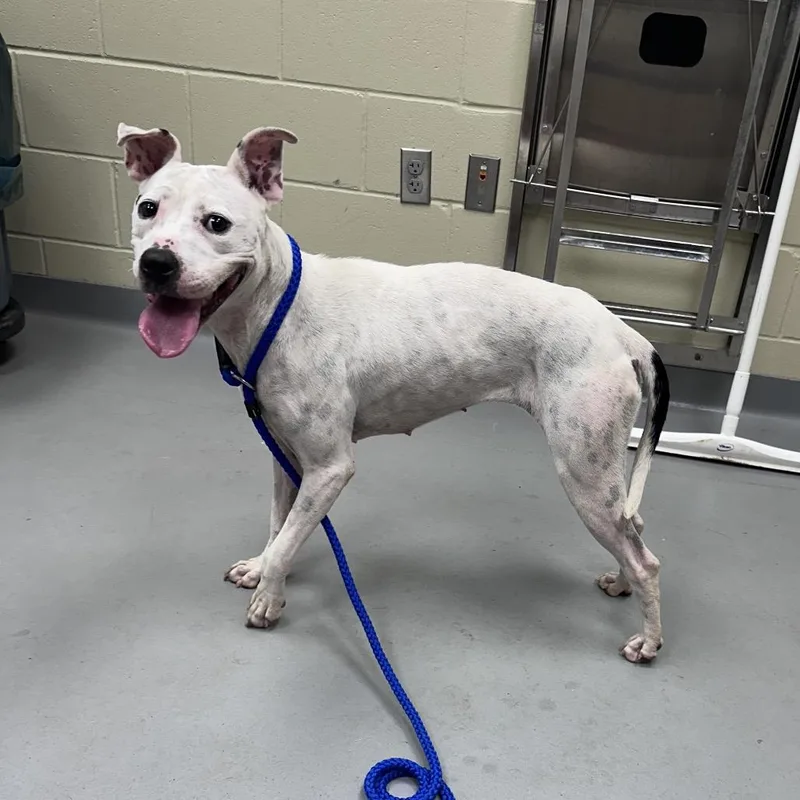 An adult medium-sized female White / Cream Mixed Breed dog named StrayForrestRoad for adoption in Columbus, GA