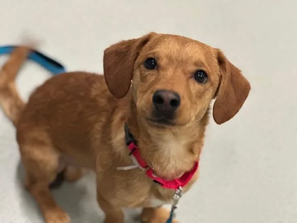A young small-sized male Mixed Breed dog named Bryce for adoption in Ridgewood, NY