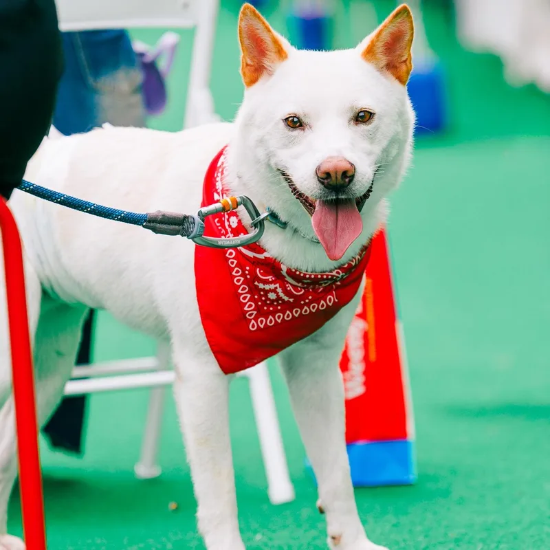 A young medium-sized male Jindo dog named Luca for adoption in Duluth, GA