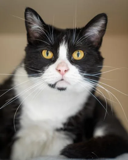 An adult medium-sized female Domestic Short Hair cat named Bess for adoption in Pequot Lakes, MN