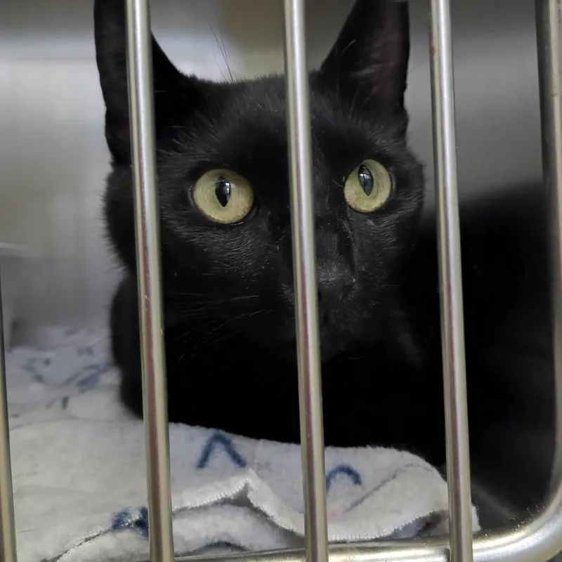 An adult medium-sized female Black Domestic Short Hair cat named Luna for adoption in Valley, AL