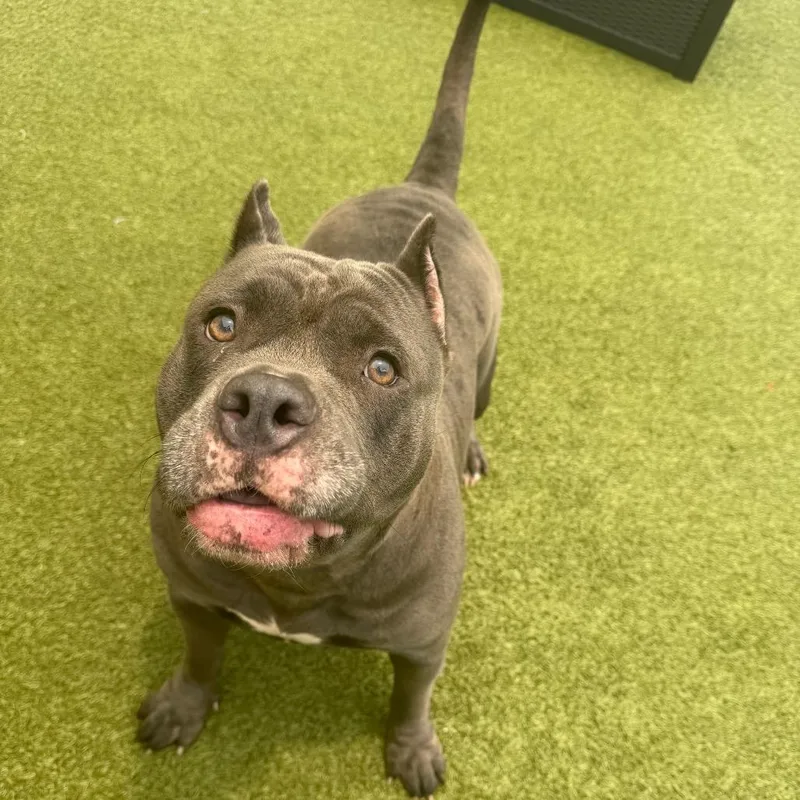 An adult large-sized female Gray / Blue / Silver Mixed Breed dog named Hippo for adoption in Titusville, FL