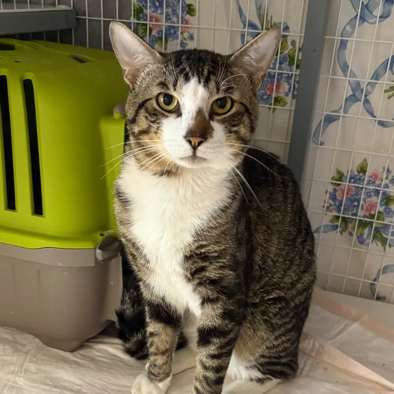 An adult large-sized male Brown / Chocolate Domestic Short Hair cat named Liam for adoption in Middle Village, NY