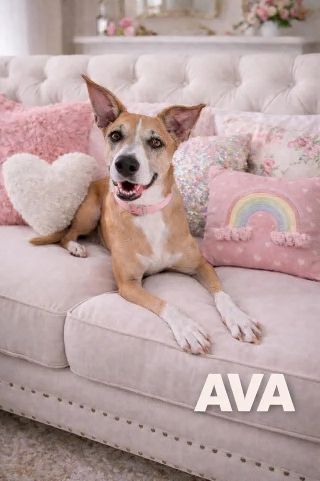 Ava thumbnail 5