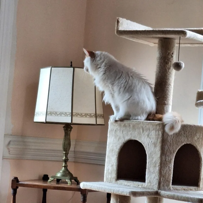 A senior medium-sized female White Domestic Long Hair cat named Pearl for adoption in Mebane, NC