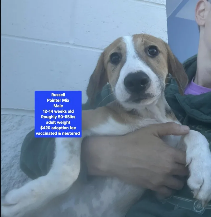 A baby medium-sized male Pointer dog named Russell for adoption in Oviedo, FL