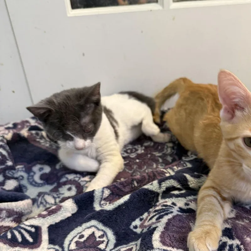 A baby small-sized female White Domestic Short Hair cat named Olive for adoption in Tallahassee, FL