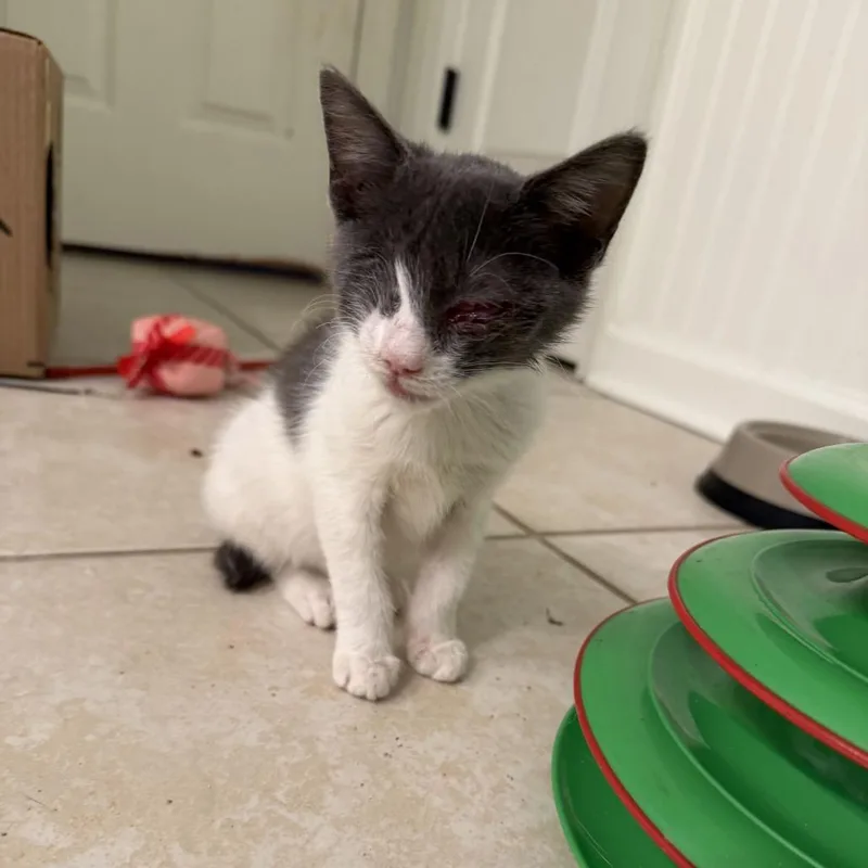Olive thumbnail 3