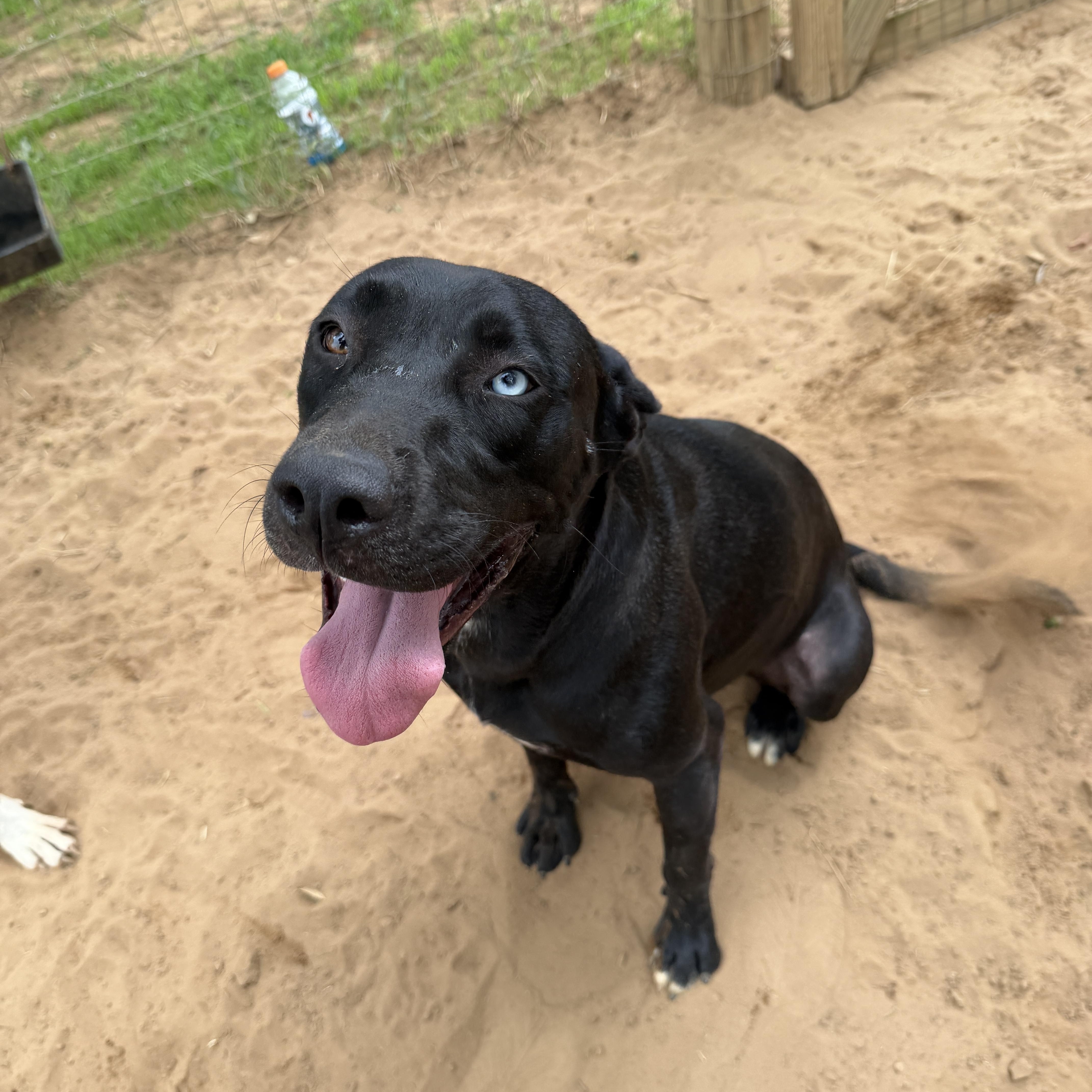 An adult medium-sized male Black Labrador Retriever dog named Buster for adoption in Seguin, TX