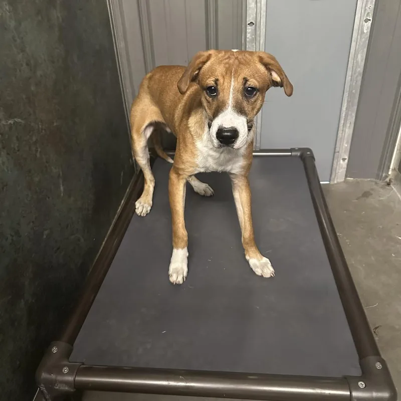 A young medium-sized male Hound dog named Chomper for adoption in Grinnell, IA