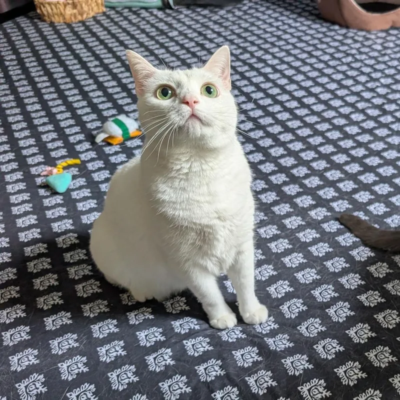 An adult small-sized male White Domestic Short Hair cat named Charlie for adoption in Woodstock, VA