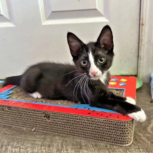 A young medium-sized male Tuxedo cat named Adam for adoption in Rutherfordton, NC