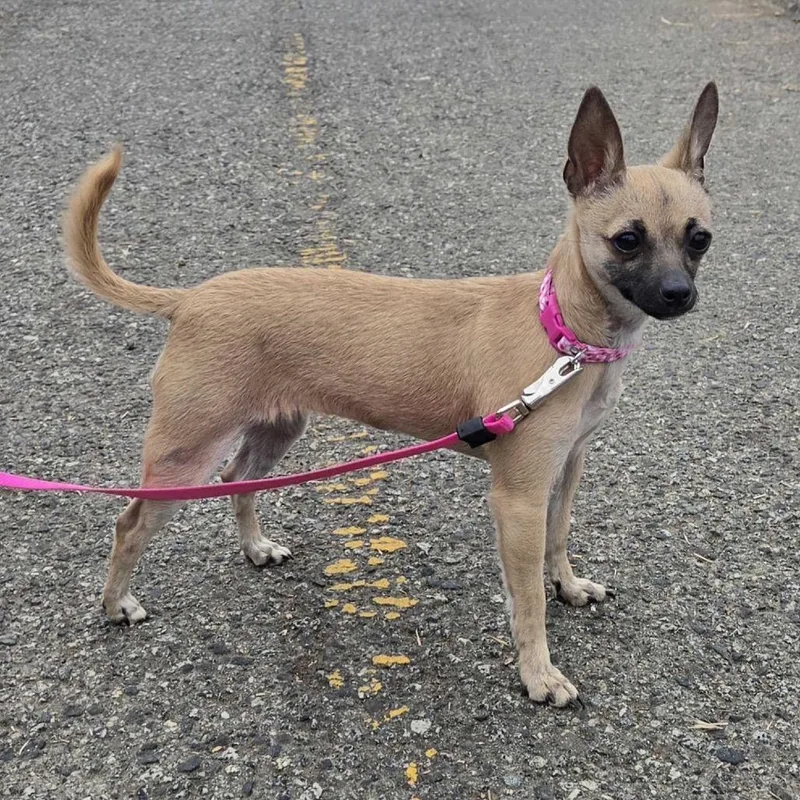A young small-sized female Chihuahua dog named Tinkerbell for adoption in Pacifica, CA