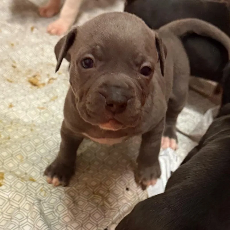 A baby small-sized female Pit Bull Terrier dog named Doralee for adoption in Johnson City, TN