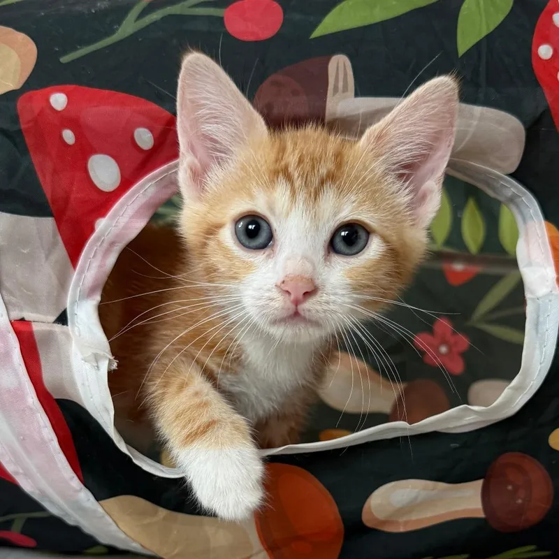 A young medium-sized female Orange / Red Domestic Short Hair cat named Clementine for adoption in Parkland, FL