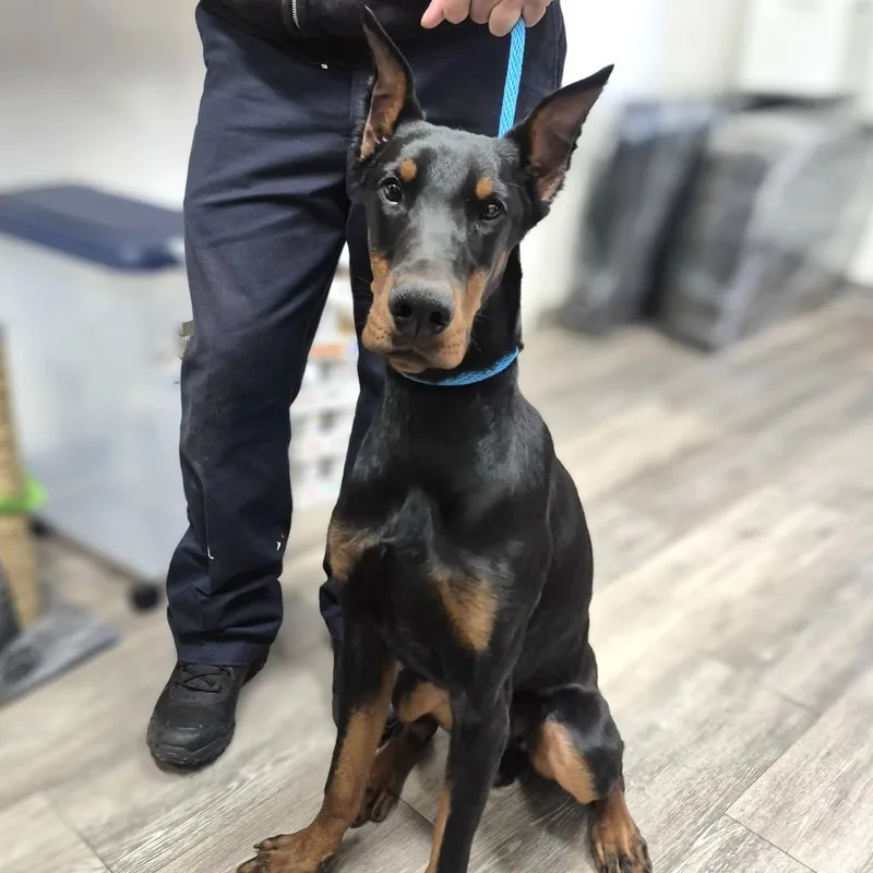 A young small-sized male Black Doberman Pinscher dog named Clarence for adoption in Newark, NJ