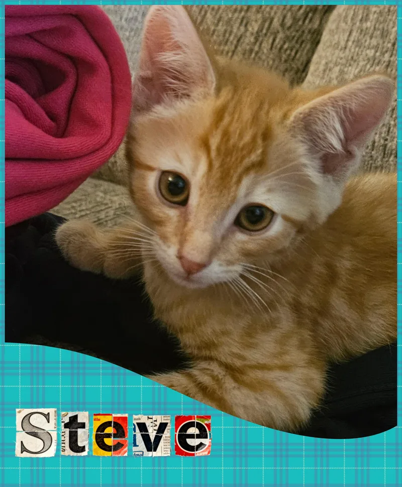 Steve