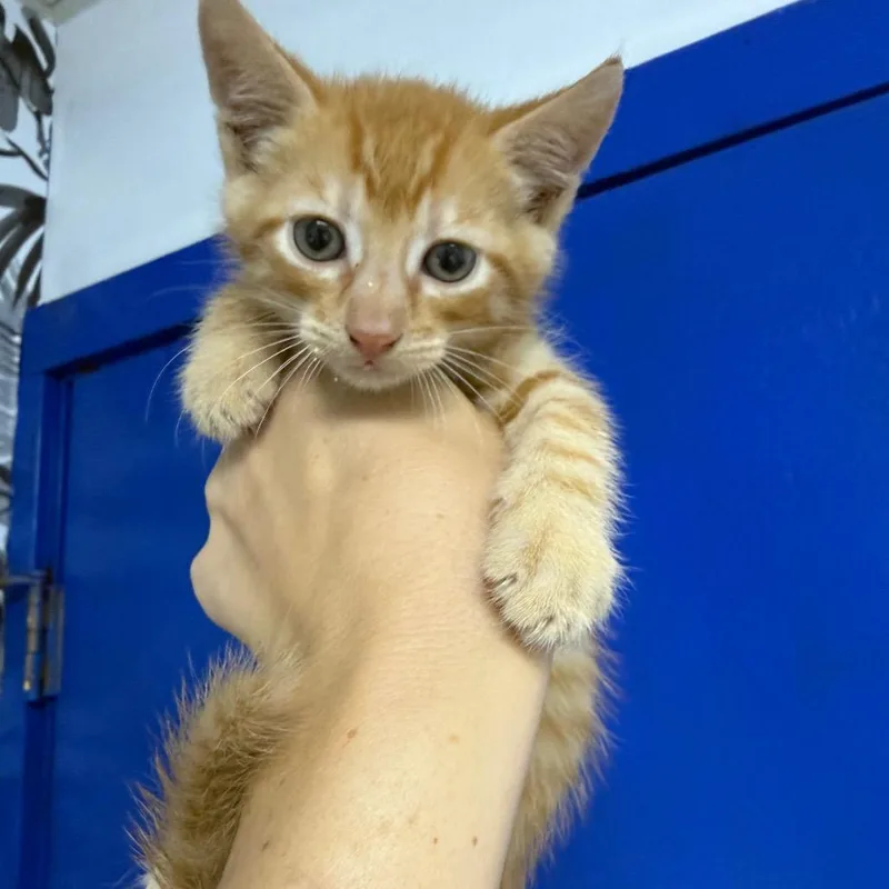 A baby small-sized male Orange / Red Domestic Short Hair cat named Pickles for adoption in Wahiawa, HI