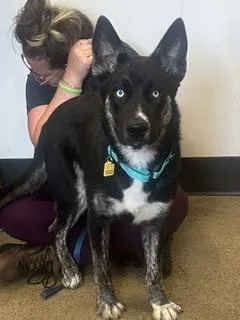 A baby medium-sized male Black German Shepherd Dog dog named Dwight for adoption in Cleveland, OH