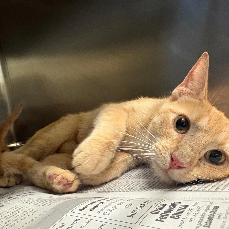 An adult medium-sized female Orange / Red Domestic Short Hair cat named Ramona for adoption in Lufkin, TX