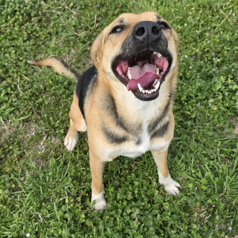 An adult medium-sized female Tricolor (Brown, Black, & White) German Shepherd Dog dog named Sophie for adoption in Point, TX