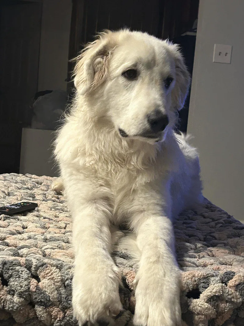 A young extra large-sized male Great Pyrenees dog named Bodhi for adoption in Hewitt, NJ
