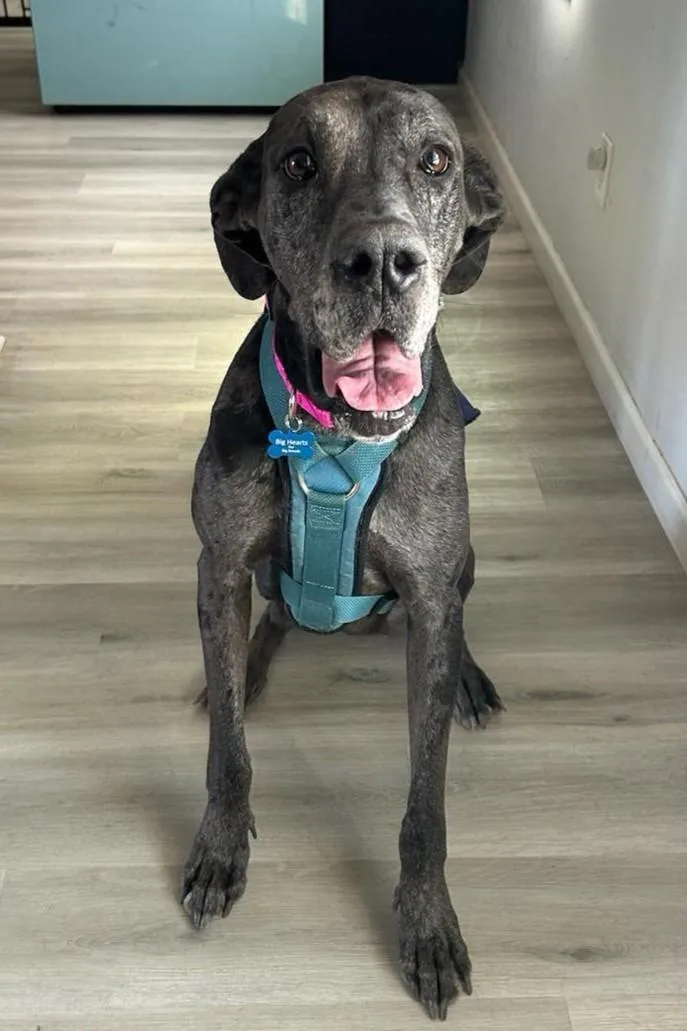 An adult large-sized female Great Dane dog named Guadalupe for adoption in Mesa, AZ