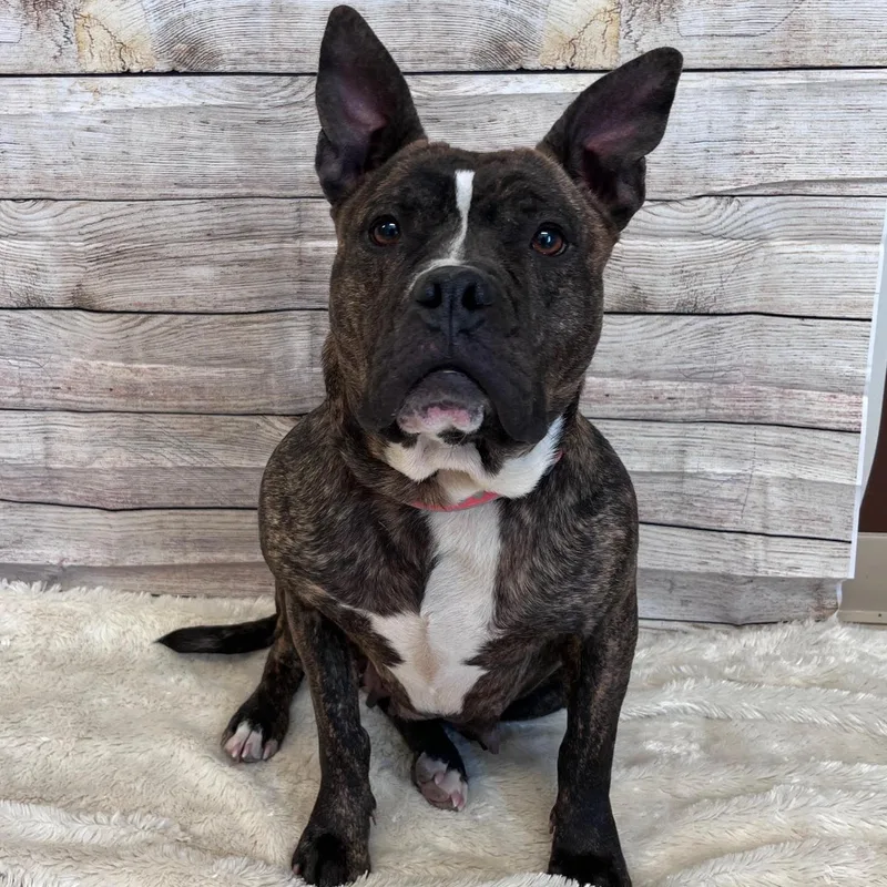 Little Dottie thumbnail 3