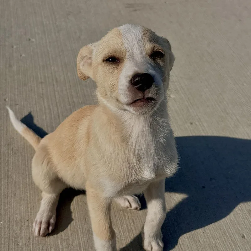 A baby medium-sized female Yellow / Tan / Blond / Fawn Chihuahua dog named Raven for adoption in Matteson, IL